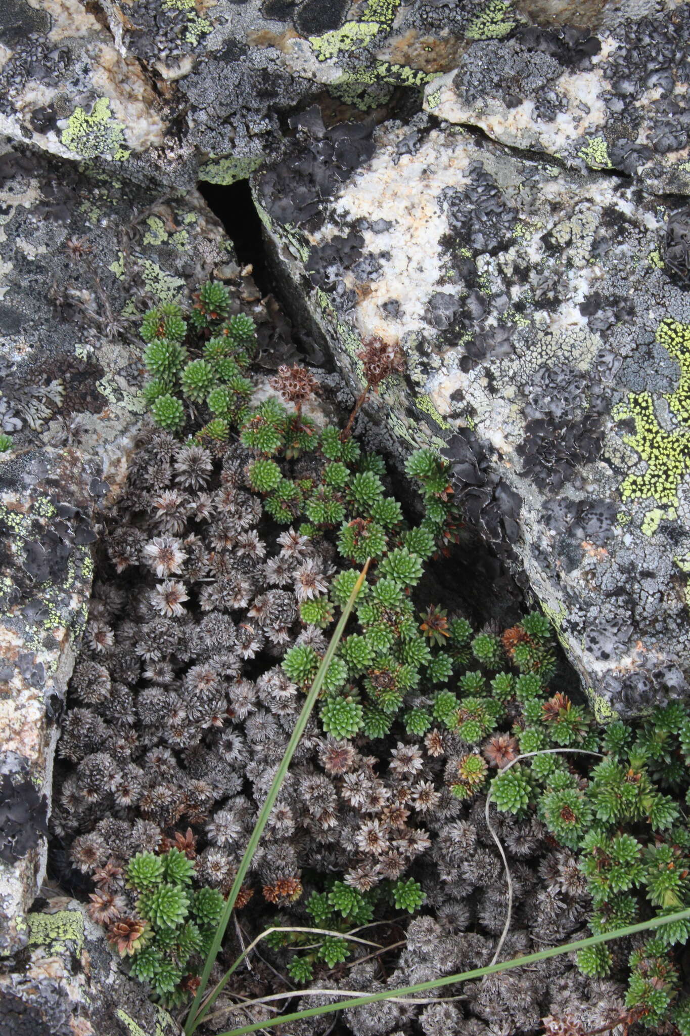 Image of Saxifraga caucasica Somm. & Levier