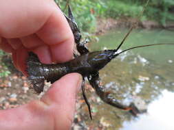 Image of Cambarus rusticiformis Rhoades 1944