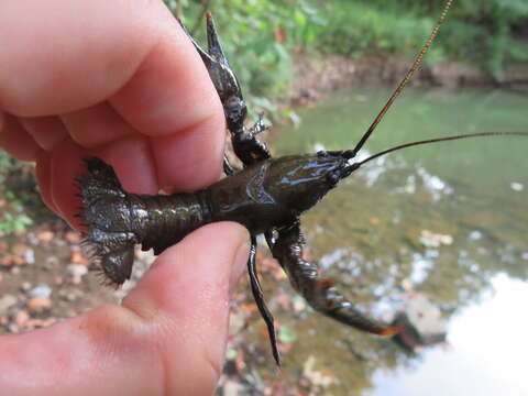 Image of Cambarus rusticiformis Rhoades 1944