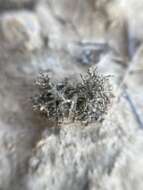 Image of hispid agrestia lichen