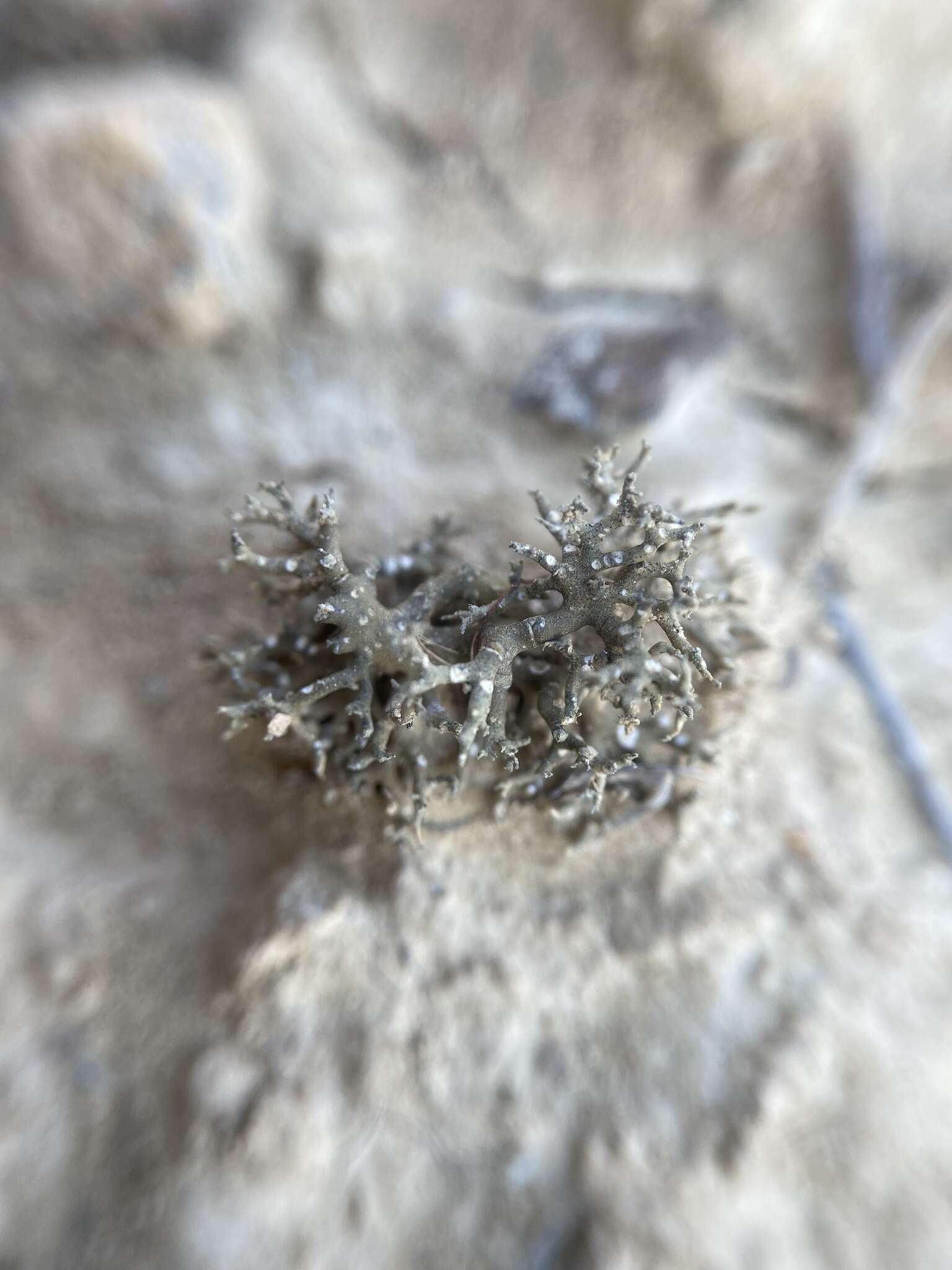 Image of hispid agrestia lichen