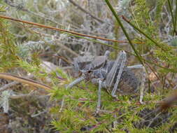 Image of Hetrodes pupus (Linnaeus 1758)