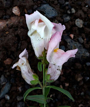 Plancia ëd Antirrhinum majus L.