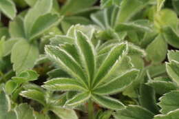 Imagem de Potentilla nivalis Lapeyr.