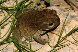 Image of Colorado River Toad Sonoran Desert Toad