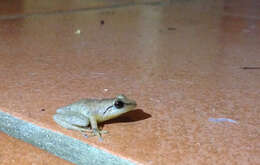 صورة Eleutherodactylus coqui Thomas 1966