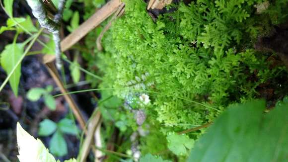 Image of Handsome Woollywort