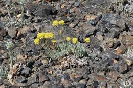 Image of Great Basin Desert buckwheat