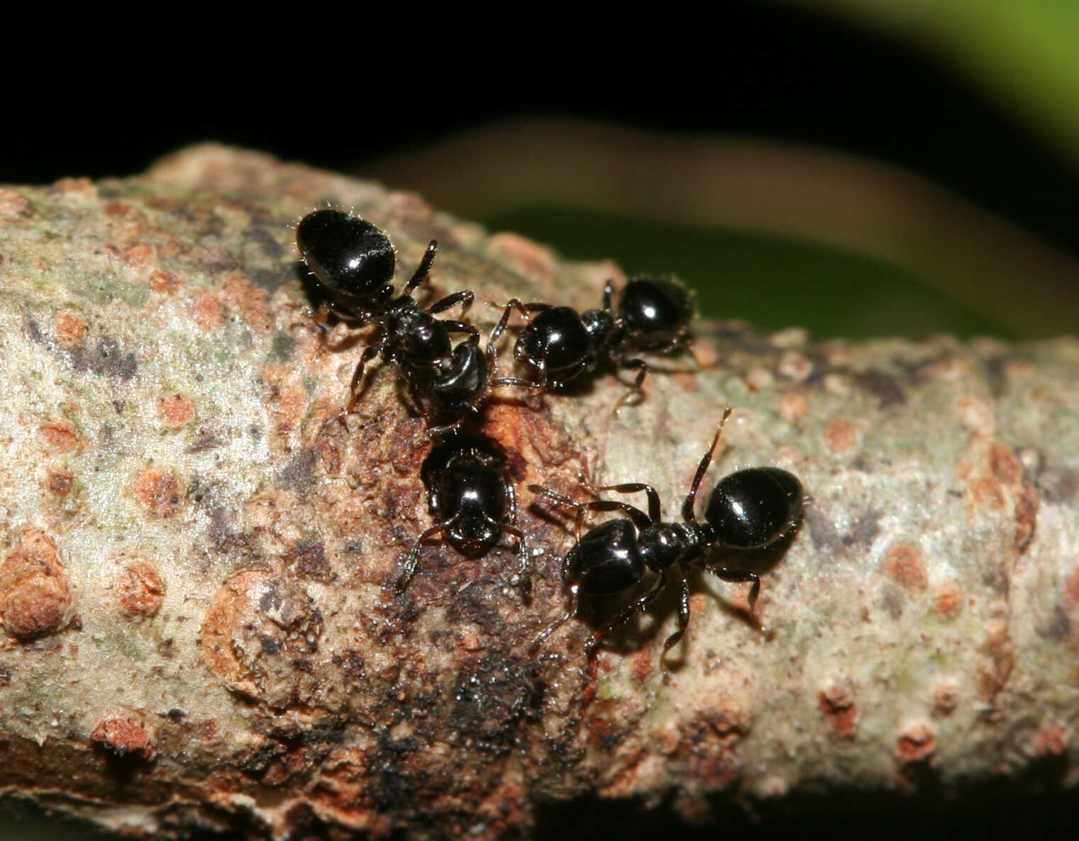 Image of Aphomomyrmex