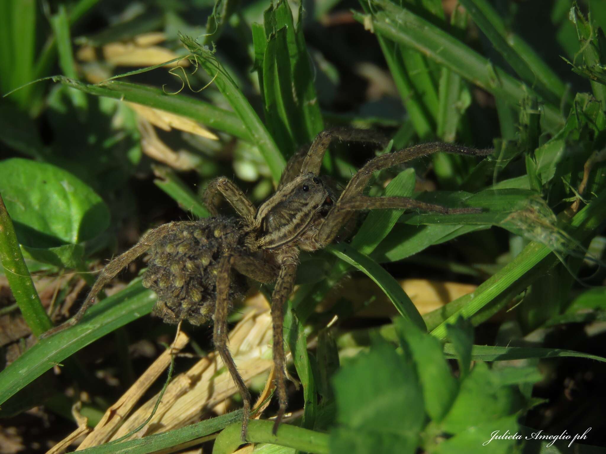 Image of Lycosidae