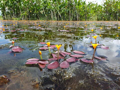 Image de Cabomba aquatica Aubl.