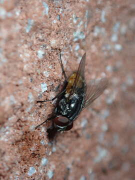 Image of Face Fly