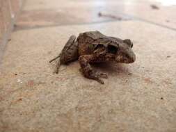 Image of Berkenbusch's Robber Frog