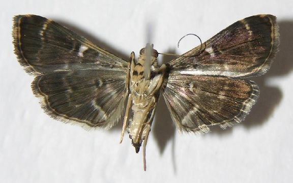 Image of <i>Dichocrocis tlapalis</i> Schaus