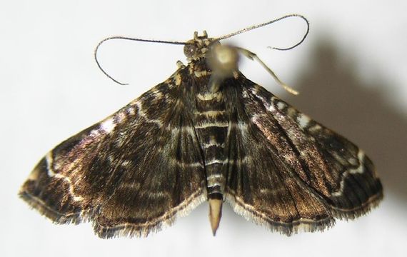 Image of <i>Dichocrocis tlapalis</i> Schaus