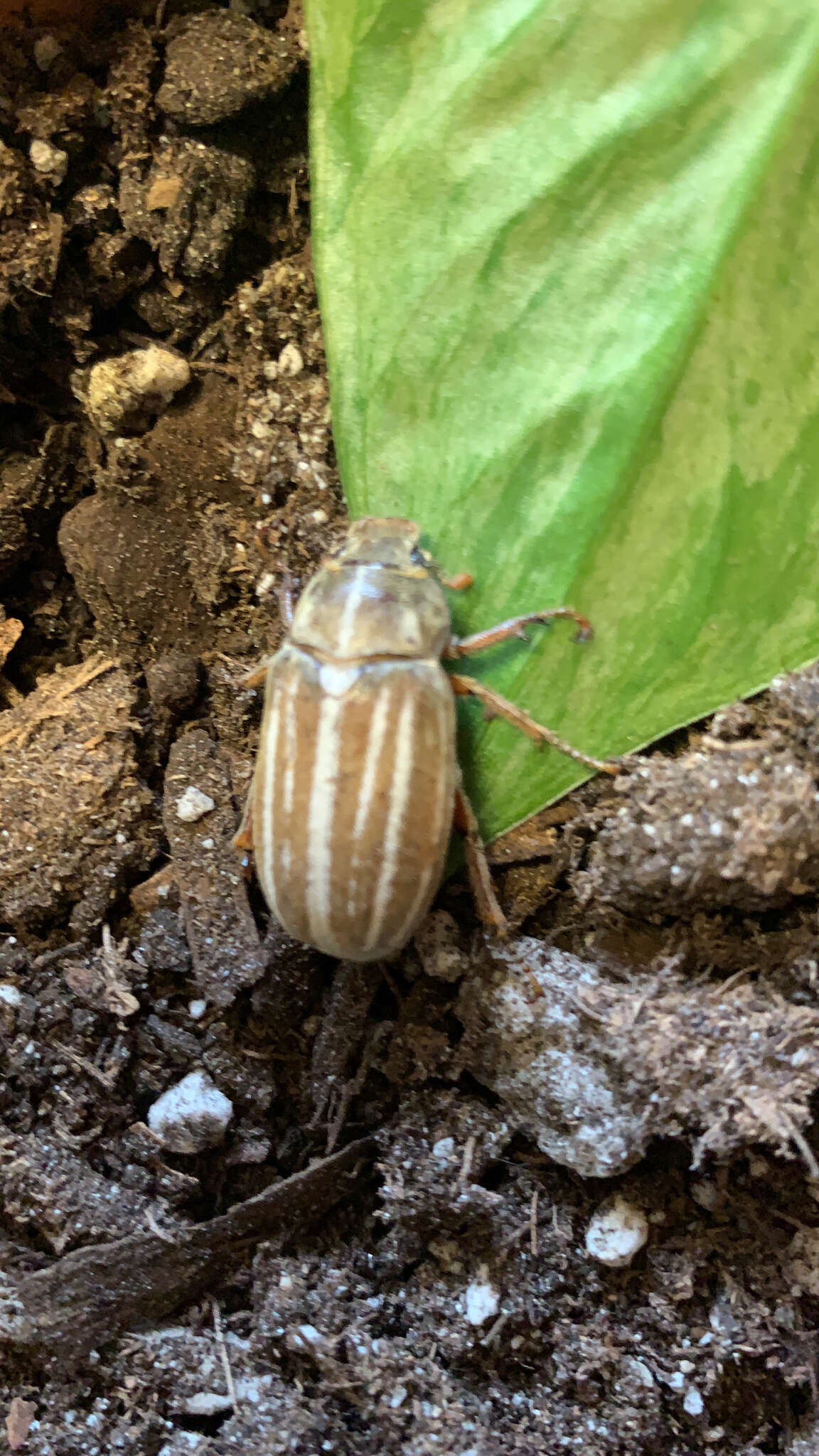 Image of Polyphylla occidentalis (Linnaeus 1767)