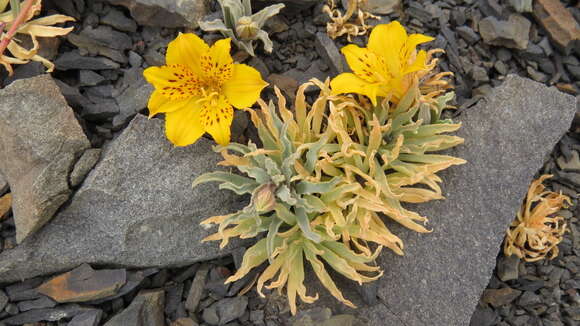 Image of Alstroemeria patagonica Phil.