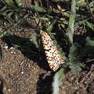 Image of crimson speckled