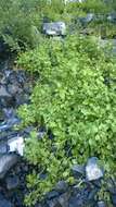 Cardamine cordifolia A. Gray resmi