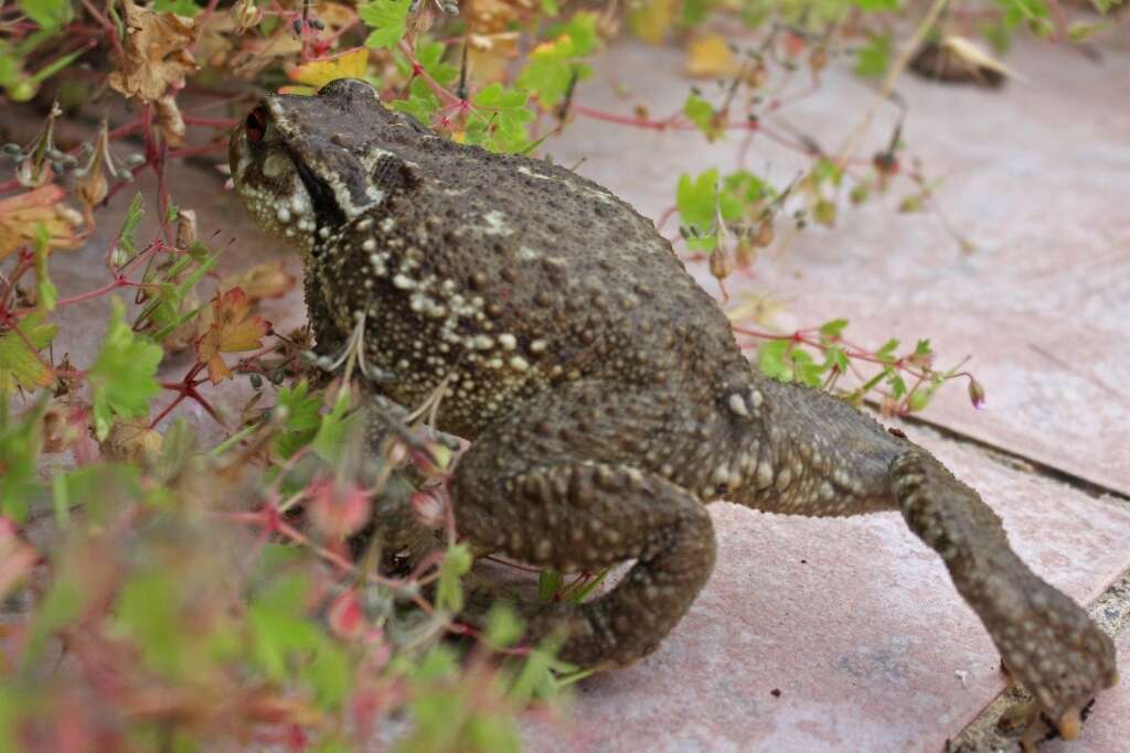 Image of Spiny Common Toad