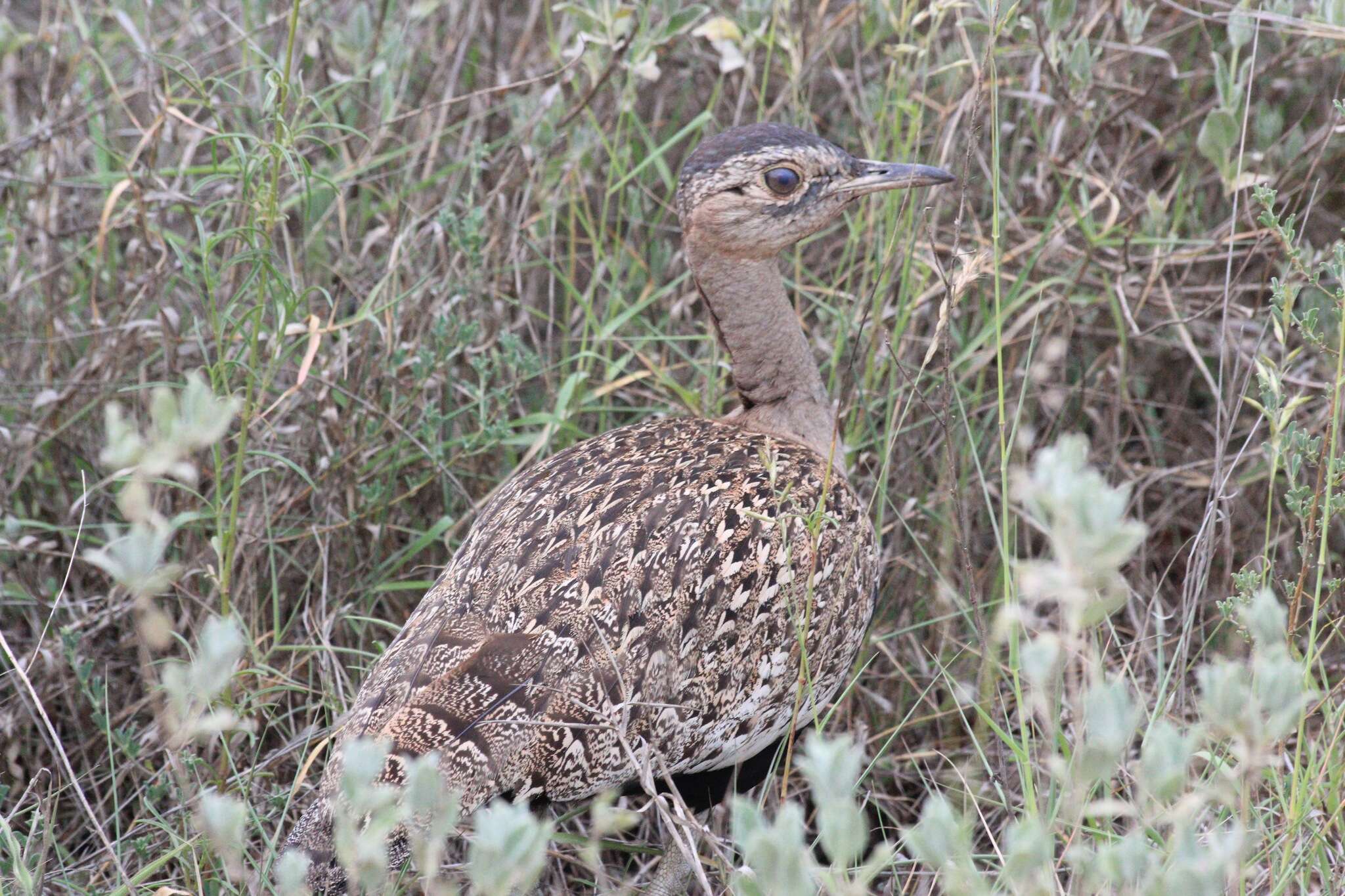 Imagem de <i>Eupodotis ruficrista</i>