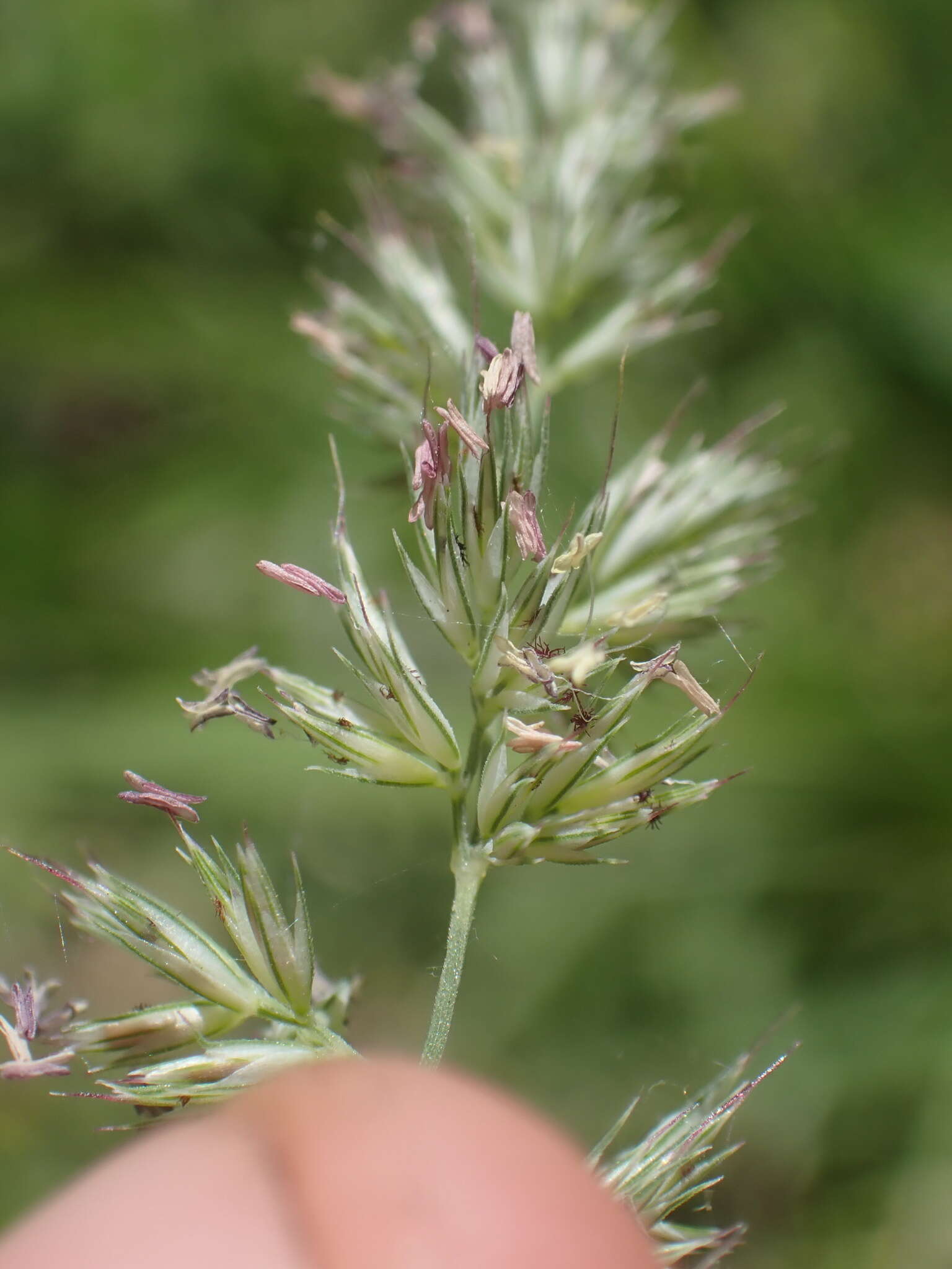 Muhlenbergia californica Vasey resmi