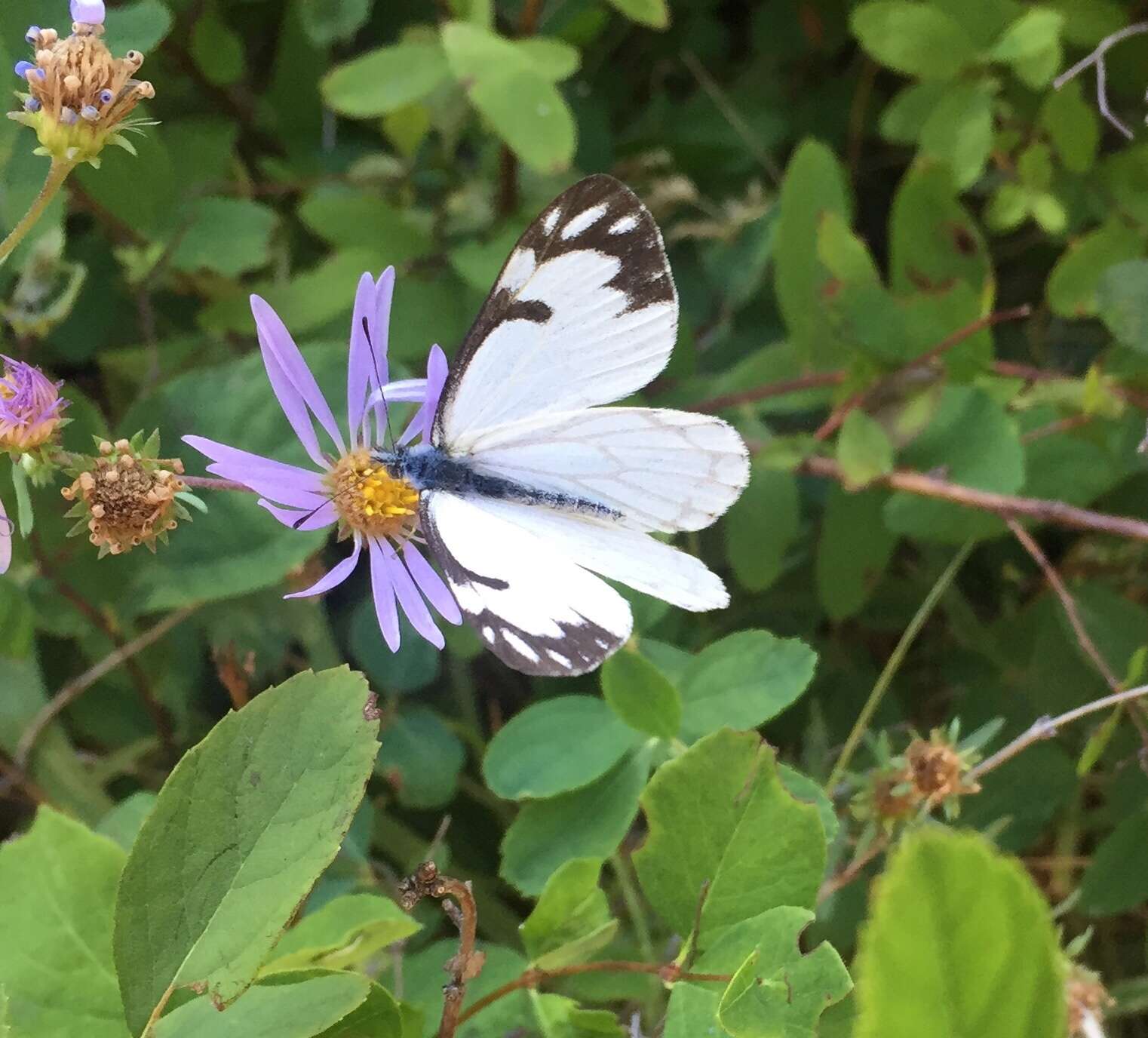 Image of Pine White