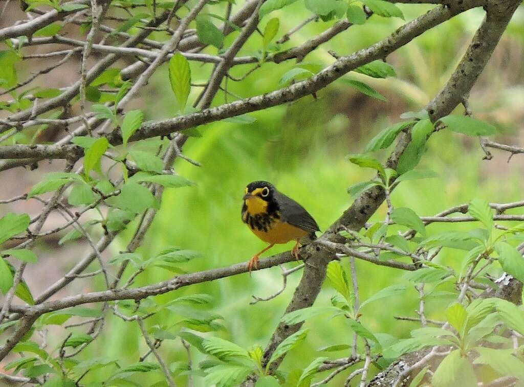 Image of Canada Warbler