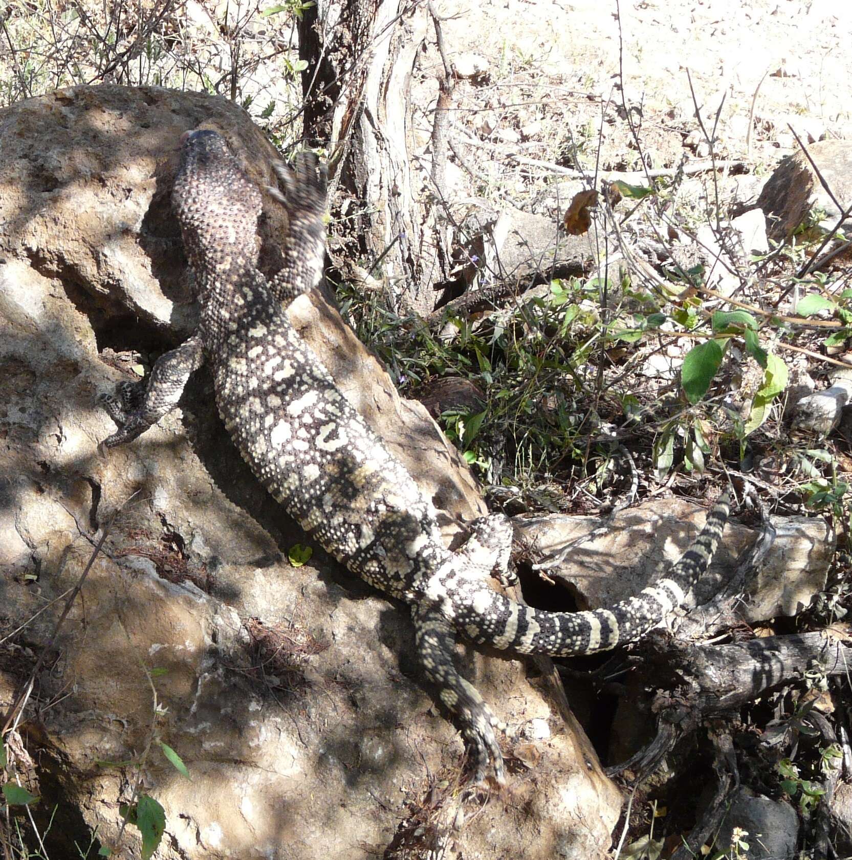 Image of Heloderma horridum exasperatum Bogert & Martin Del Campo 1956