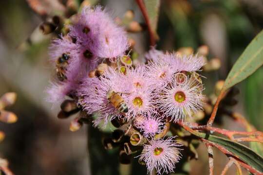 Image of Eucalyptus albopurpurea (Boomsma) D. Nicolle