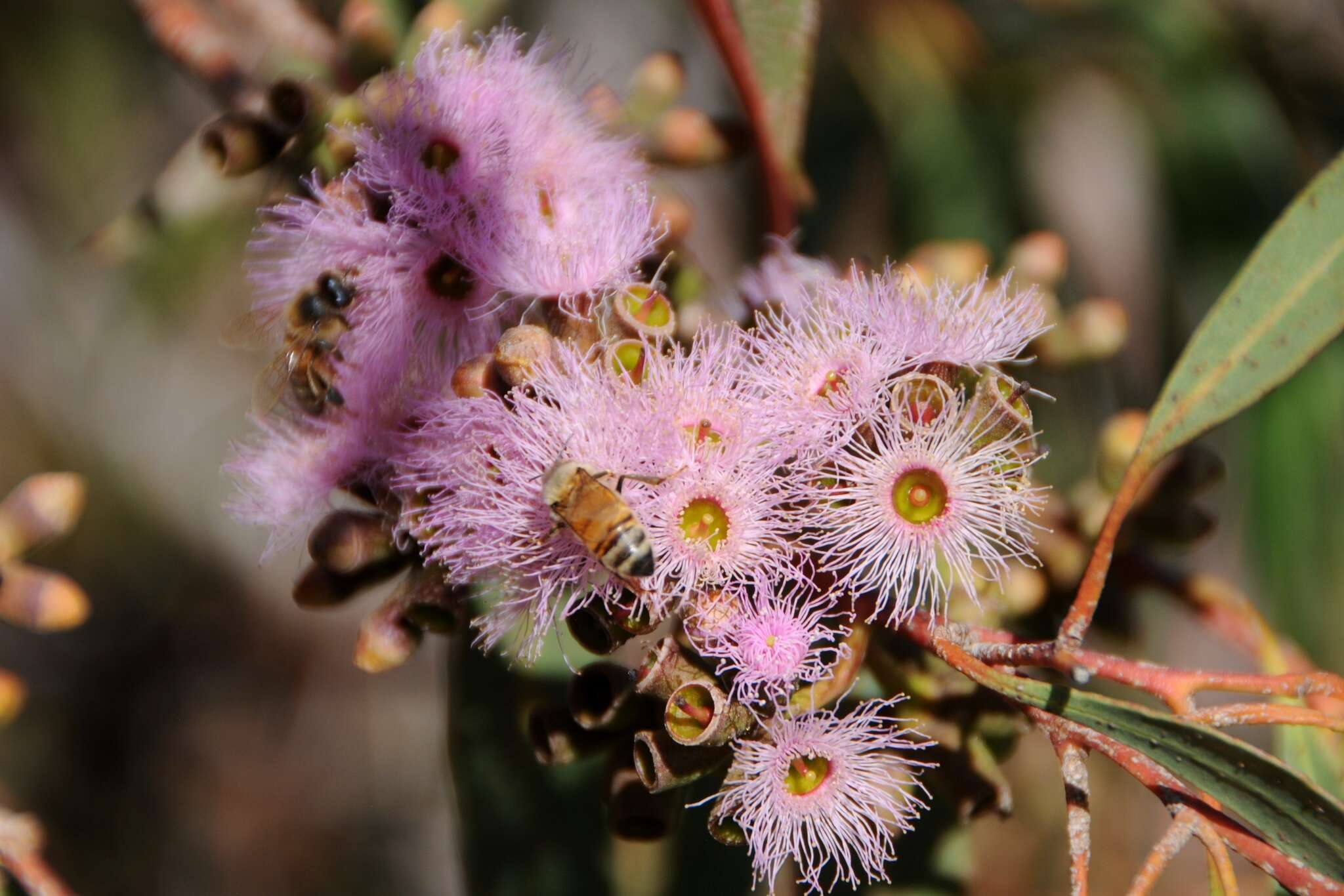 Слика од Eucalyptus albopurpurea (Boomsma) D. Nicolle