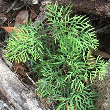 Image of Lomatia silaifolia (Sm.) R. Br.