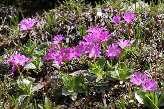 Sivun Primula spectabilis Tratt. kuva