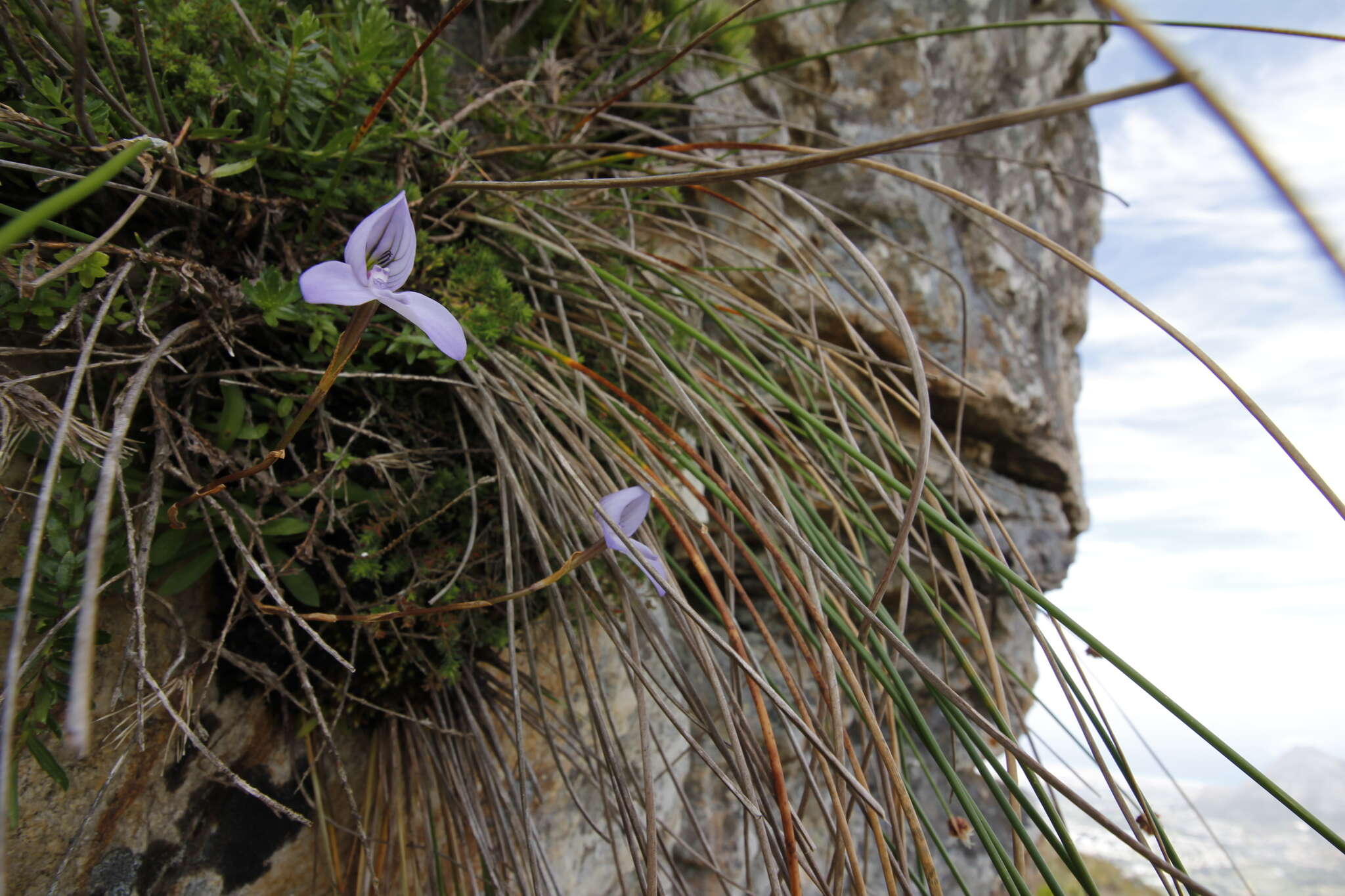 Image de Disa maculata L. fil.