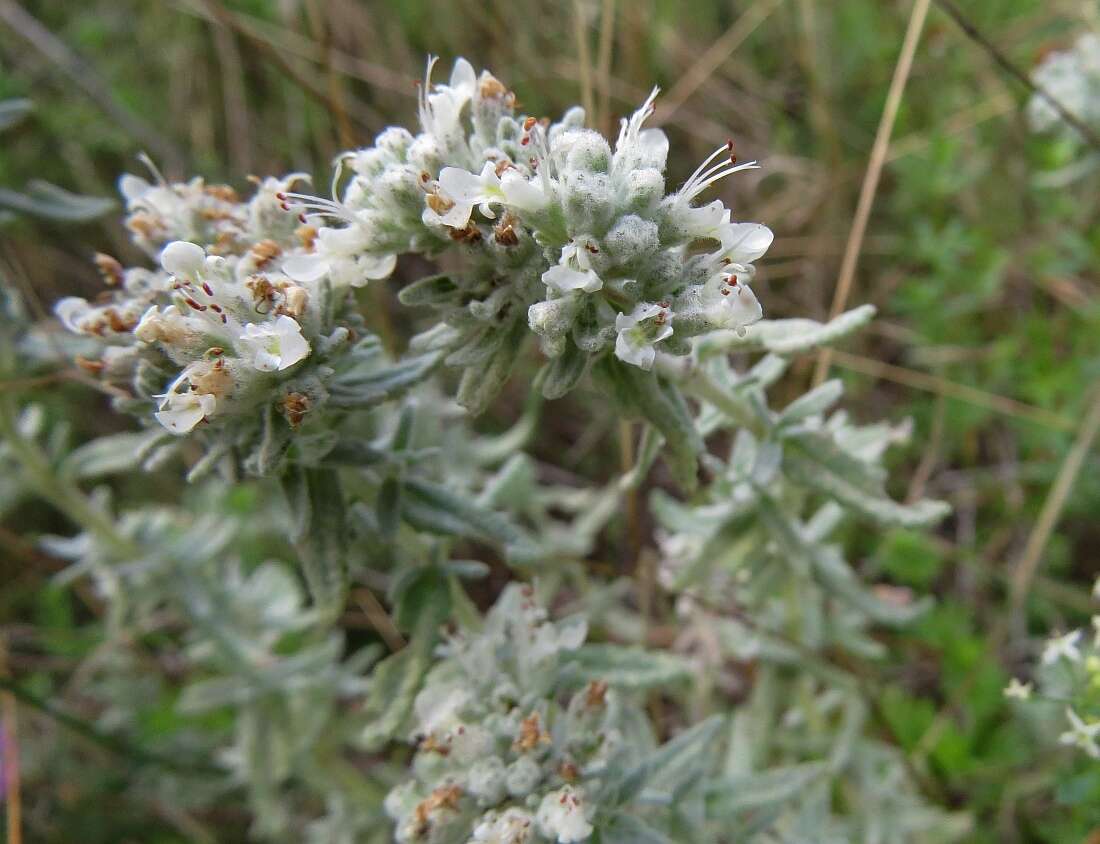 Sivun Teucrium capitatum subsp. capitatum kuva