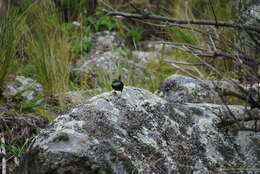 Image of White-browed Tapaculo