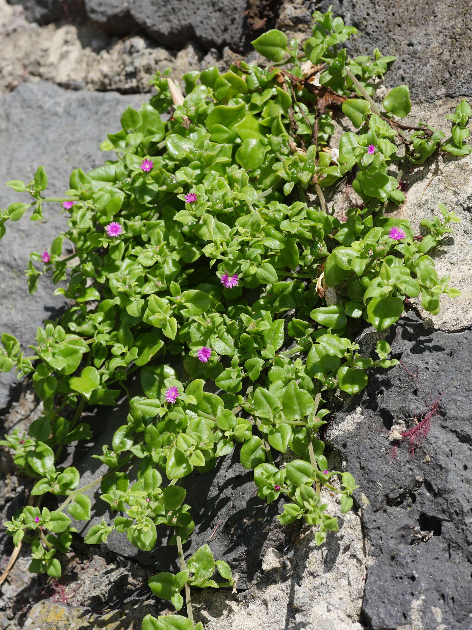 Image of Heart-leaf mesemb