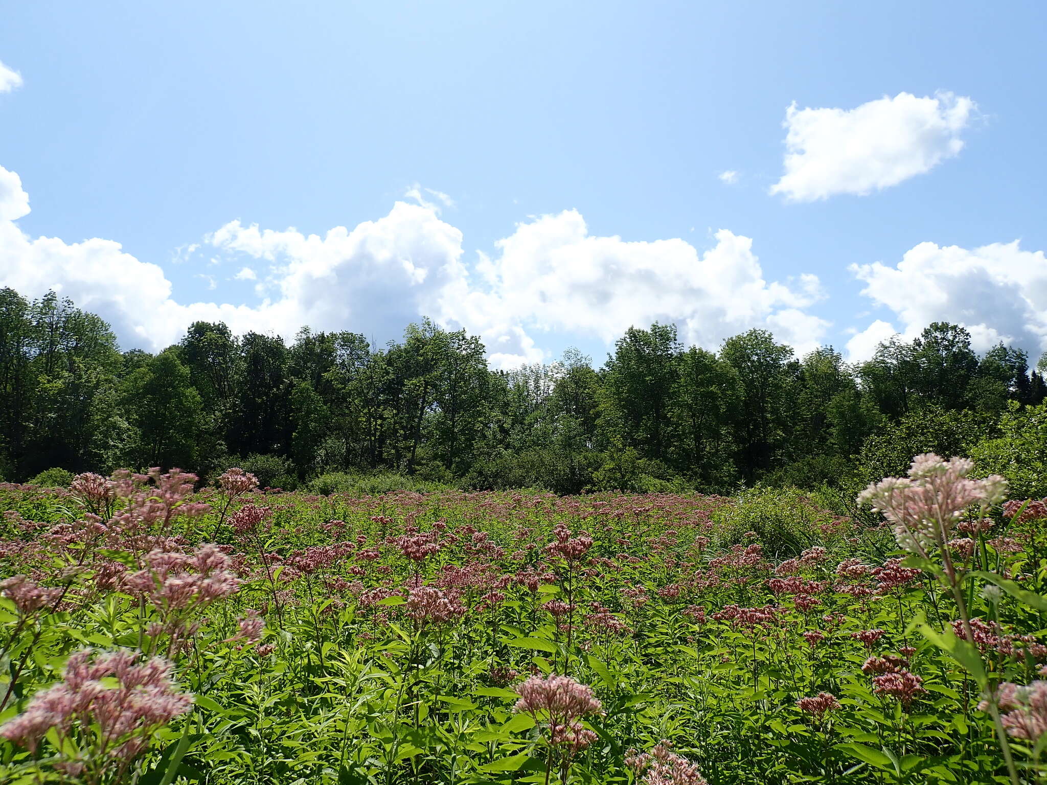 Image of Spotted Trumpetweed