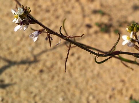 صورة Erucaria pinnata (Viv.) Täckh. & Boulos