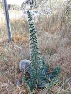 Image of Echium italicum subsp. italicum