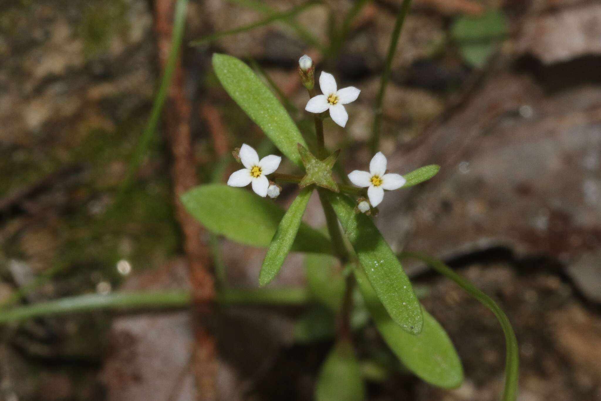 Image of Greene's starviolet