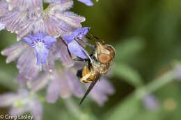 صورة Copestylum haagii (Jaennicke 1867)