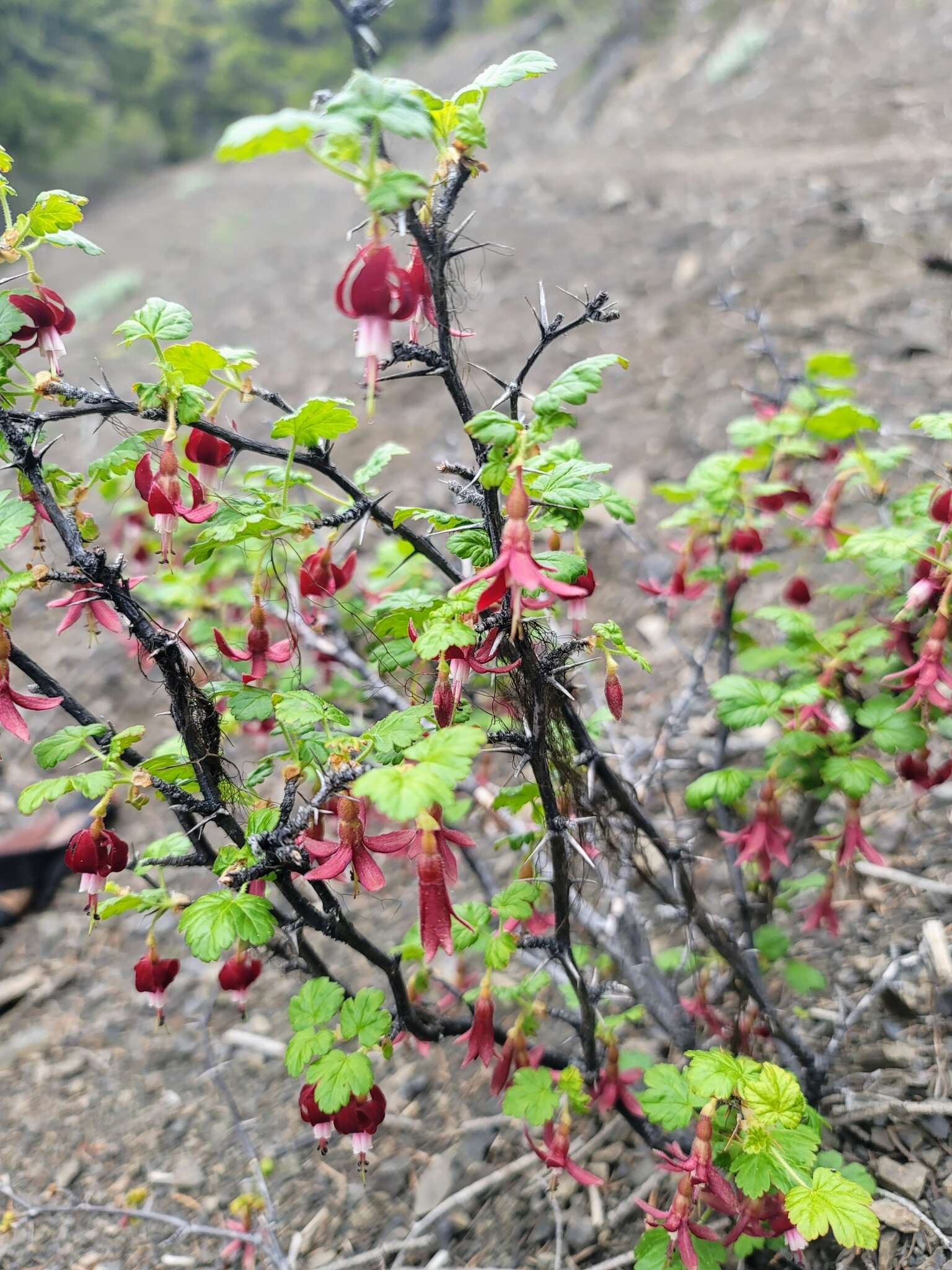 Plancia ëd Ribes lobbii A. Gray