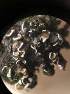 Image of Himalaya fishscale lichen