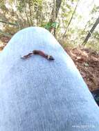 Image of Big Bend Black-headed Snake