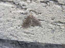 Image of winter moth