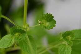 Image de Acalypha mexicana Müll. Arg.