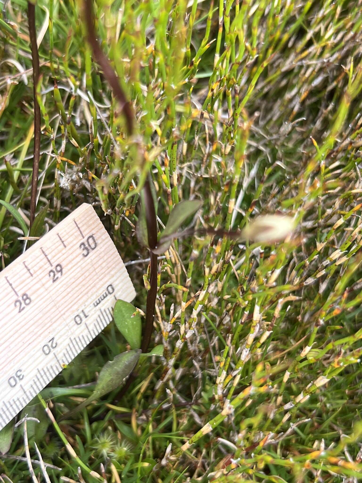 Image of Gentianella bawbawensis (L. G. Adams) Glenny