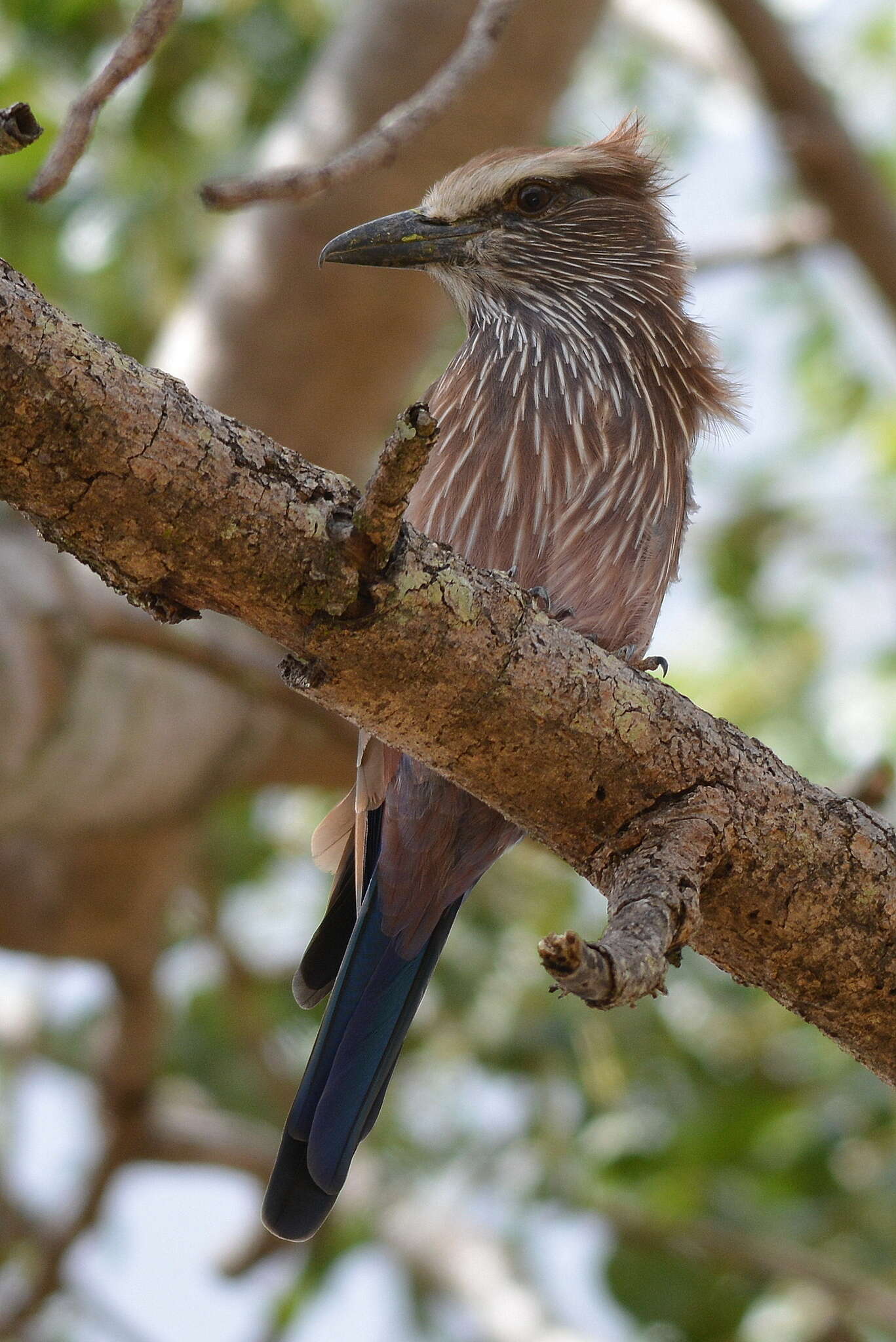 Image of Purple Roller