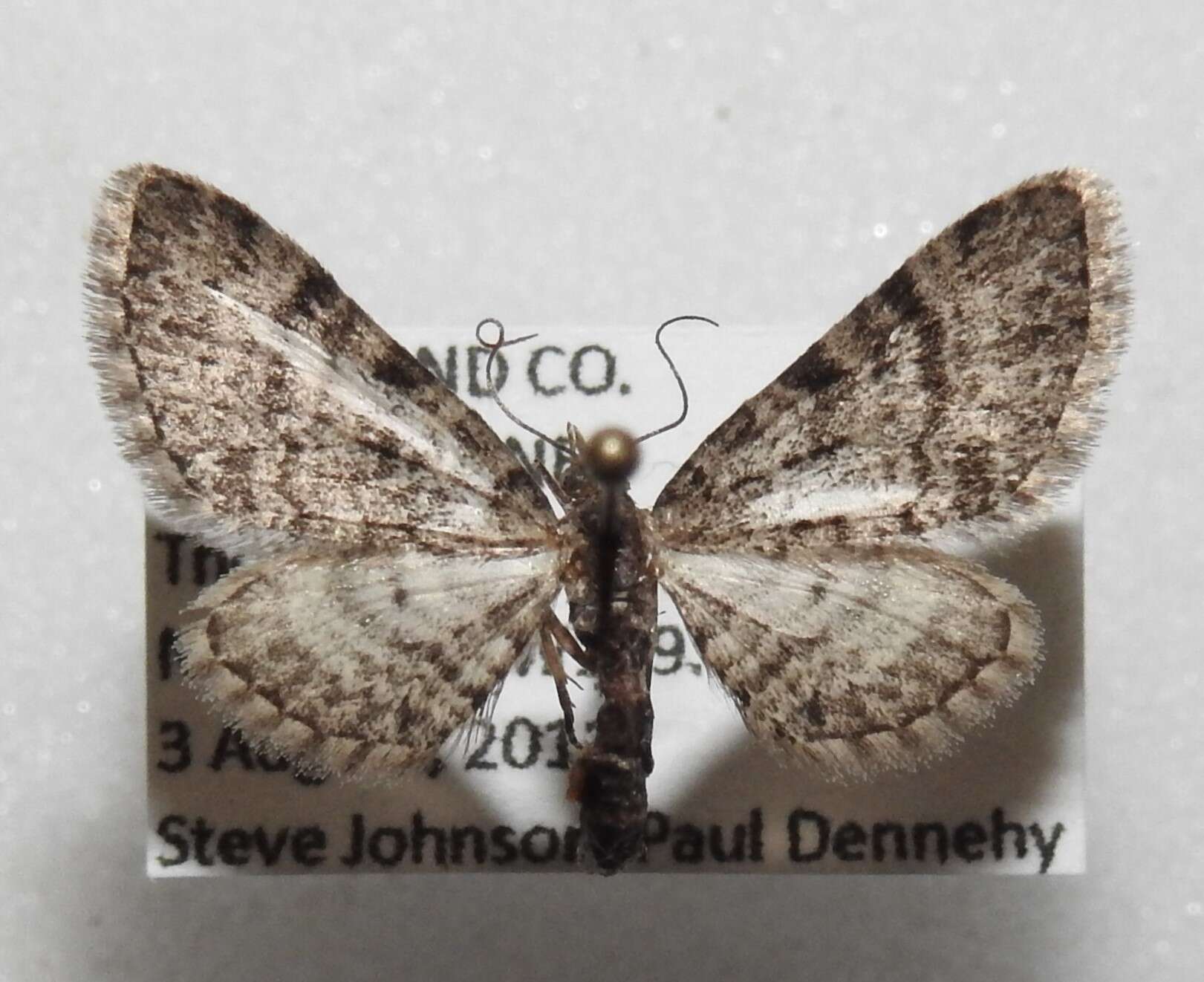 Image of Eupithecia ornata Hulst 1896